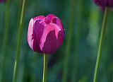 Purple Tulip_48822
